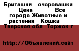 Бриташки - очаровашки.  › Цена ­ 3 000 - Все города Животные и растения » Кошки   . Тверская обл.,Торжок г.